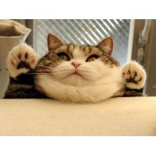 Как избежать ожирения кошек?