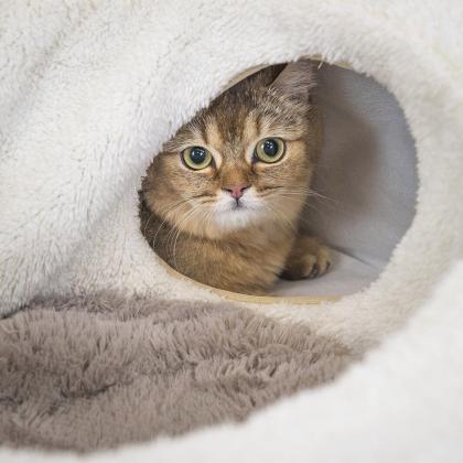 Лежанка с тоннелем круглая D59*h21см (МДФ, джут, мех искусственный) ангора-1