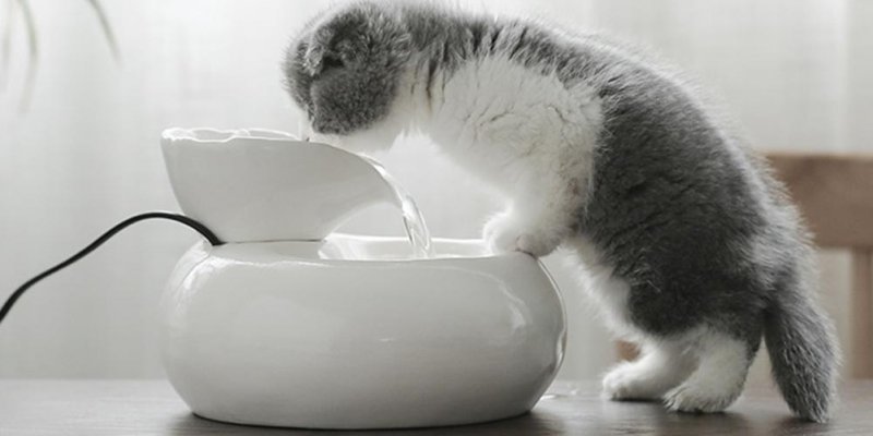 Купить автопоилку для кошек | Питьевой фонтан для кота